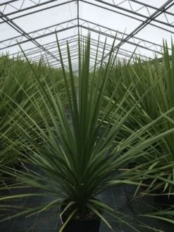 Cordyline (Cordyline Australis) -PlantenPracht Winkel cordyline australis c10 1