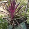 Cordyline (Cordyline Australis 'Electric Pink') -PlantenPracht Winkel cordyline australis cherry sensation 1