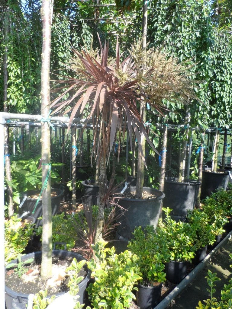 Cordyline (Cordyline Australis 'Atropurpurea') 5 Cordyline (Cordyline Australis 'Atropurpurea') - Afbeelding 3