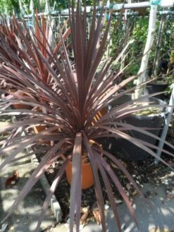 Cordyline (Cordyline Australis 'Atropurpurea') 9 Cordyline (Cordyline Australis 'Atropurpurea') -PlantenPracht Winkel cordyline australis red star c10 1