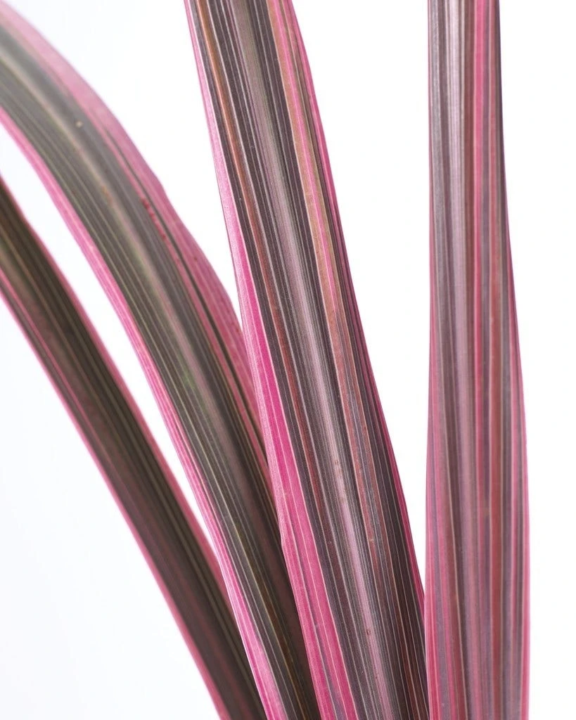 Cordyline (Cordyline 'Can Can') 4 Cordyline (Cordyline 'Can Can') - Afbeelding 2