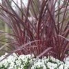 Cordyline (Cordyline 'Can Can')