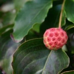 Kornoelje (Cornus Kousa 'China Girl') -PlantenPracht Winkel cornus kousa china girl