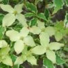 Bonte Kornoelje (Cornus Kousa 'Samaritan') -PlantenPracht Winkel cornus kousa samakatin
