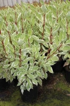 Bonte Kornoelje (Cornus Alba 'Elegantissima') -PlantenPracht Winkel cornus alba elegantissima 2