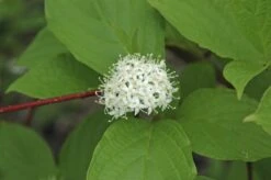 Reuzenkornoelje (Cornus Controversa) 8 Reuzenkornoelje (Cornus Controversa) -PlantenPracht Winkel cornus alba sibirica 1 1