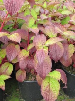 Kornoelje (Cornus Alba 'Sibirica') -PlantenPracht Winkel cornus alba sibirica 1