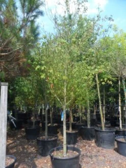 Kornoelje (Cornus Alternifolia) -PlantenPracht Winkel cornus alternifolia 18 20 c160 1