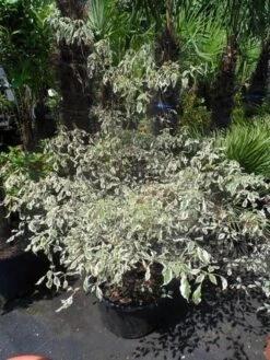 Kornoelje (Cornus Alternifolia 'Argentea') -PlantenPracht Winkel cornus alternifolia argentea 100 125 c25