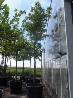 Reuzenkornoelje (Cornus Controversa) 10 Reuzenkornoelje (Cornus Controversa) -PlantenPracht Winkel cornus controversa 20 25ho c350