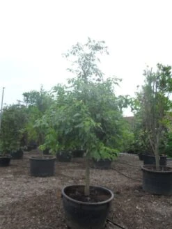 Reuzenkornoelje (Cornus Controversa) 11 Reuzenkornoelje (Cornus Controversa) -PlantenPracht Winkel cornus controversa halfstam c500