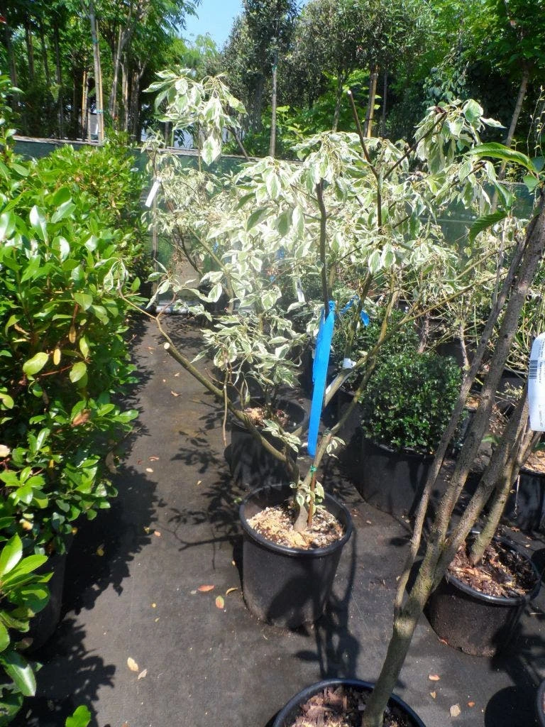 Reuzenkornoelje (Cornus Controversa 'Variegata') 15 Reuzenkornoelje (Cornus Controversa 'Variegata') - Afbeelding 13