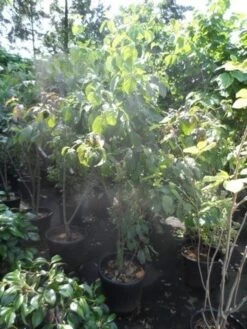 Veelbloemige Kornoelje (Cornus Florida 'Cloud Nine') -PlantenPracht Winkel cornus florida 150 175 200 c50 1