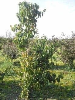 Amerikaanse Kornoelje (Cornus Florida 'Rubra') -PlantenPracht Winkel cornus florida 180 2 2