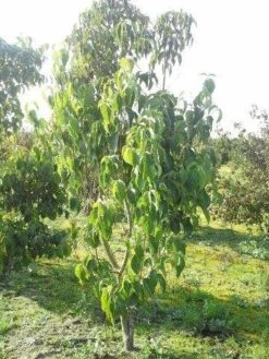 Amerikaanse Kornoelje (Cornus Florida 'Rubra') -PlantenPracht Winkel cornus florida 180 3 2