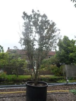 Amerikaanse Kornoelje (Cornus Florida 'Rubra') -PlantenPracht Winkel cornus florida rubra 400 500 c750