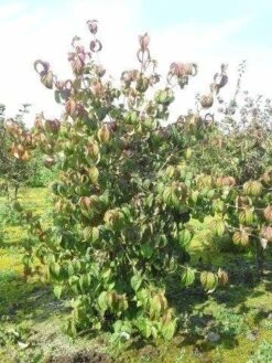 Kornoelje (Cornus Kousa 'China Girl') -PlantenPracht Winkel cornus kousa 180 2 1
