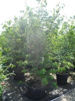 Kornoelje (Cornus Kousa 'China Girl') -PlantenPracht Winkel cornus kousa china girl 200 250 c90