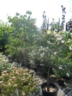 Japanse Kornoelje (Cornus Kousa) -PlantenPracht Winkel cornus kousa in soorten halfstam c50 1