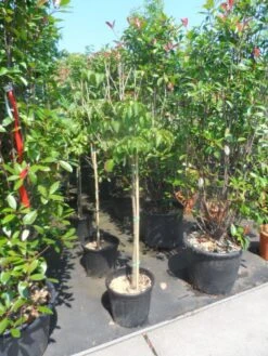 Japanse Kornoelje (Cornus Kousa) -PlantenPracht Winkel cornus kousa satomi 100stam c20