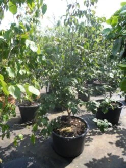 Japanse Kornoelje (Cornus Kousa) -PlantenPracht Winkel cornus kousa satomi 150 175 200