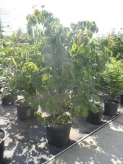 Japanse Kornoelje (Cornus Kousa) -PlantenPracht Winkel cornus kousa satomi 200 225 1