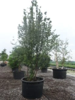 Gele Kornoelje (Cornus Mas) 10 Gele Kornoelje (Cornus Mas) -PlantenPracht Winkel cornus mas 400 500 c750 1