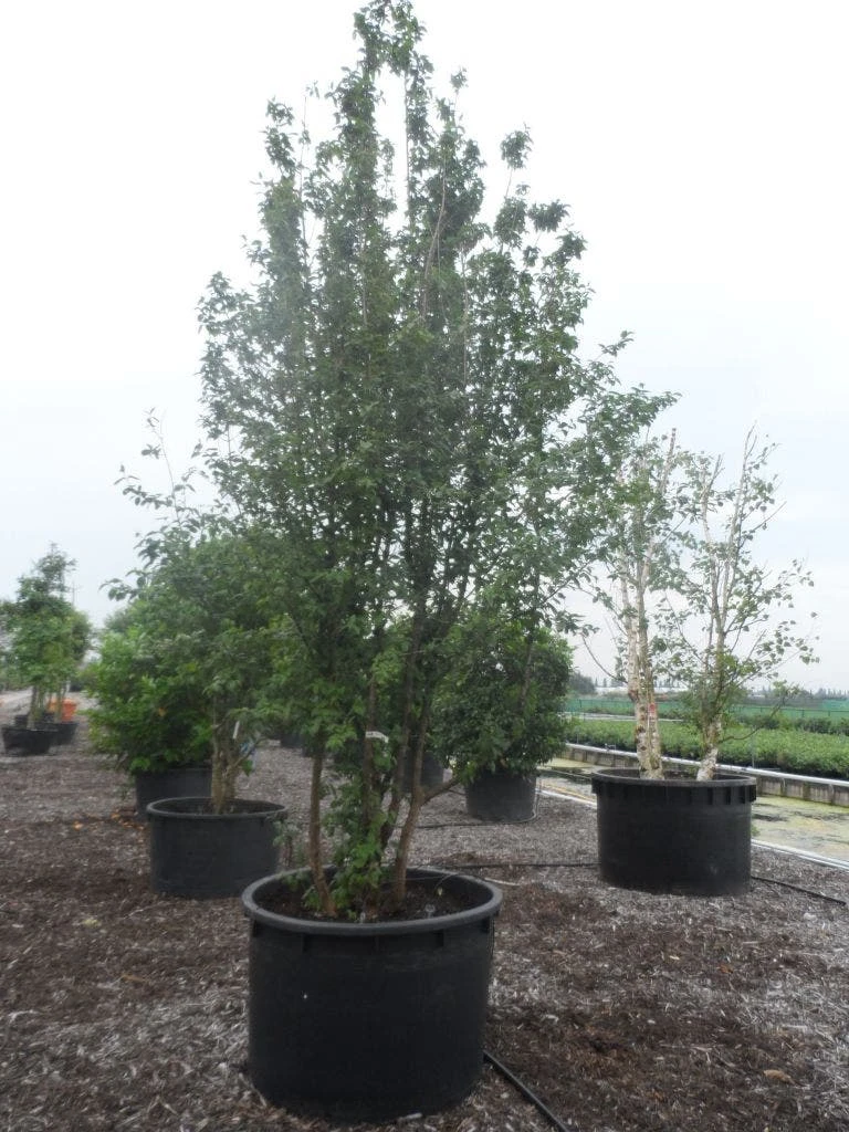 Gele Kornoelje (Cornus Mas) 6 Gele Kornoelje (Cornus Mas) - Afbeelding 4
