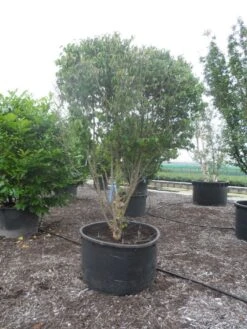 Gele Kornoelje (Cornus Mas) -PlantenPracht Winkel cornus mas ombrella c600 2