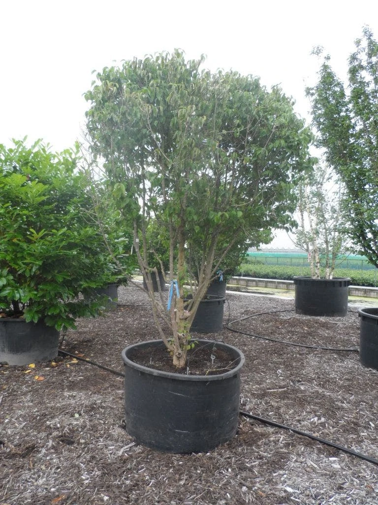 Gele Kornoelje (Cornus Mas) 7 Gele Kornoelje (Cornus Mas) - Afbeelding 5