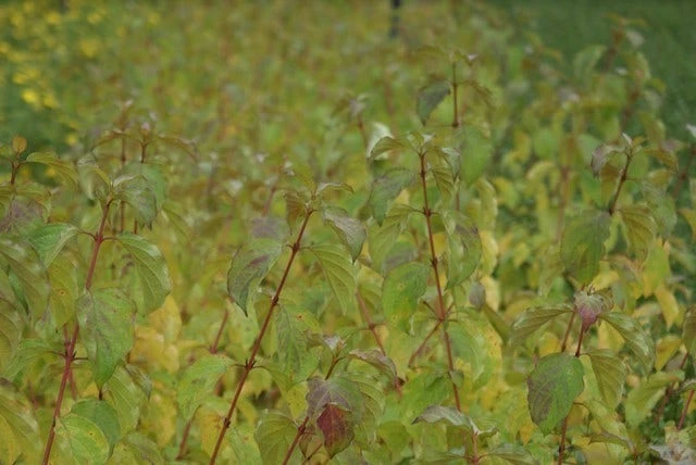 Kornoelje (Cornus Sanguinea 'Winter Beauty) 9 Kornoelje (Cornus Sanguinea 'Winter Beauty) - Afbeelding 7