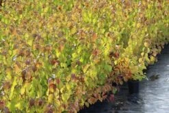 Kornoelje (Cornus Sanguinea 'Winter Beauty) 18 Kornoelje (Cornus Sanguinea 'Winter Beauty) -PlantenPracht Winkel cornus winter beauty 1