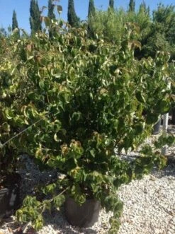 Japanse Kornoelje (Cornus Kousa 'Weisse Fontaine') -PlantenPracht Winkel cornuskousa125
