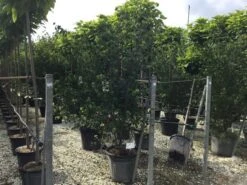 Japanse Kornoelje (Cornus Kousa 'Weisse Fontaine') -PlantenPracht Winkel cornuskousa175 1