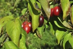 Gele Kornoelje (Cornus Mas) -PlantenPracht Winkel cornusmas vruchtv01 2