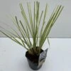 Dwerg Pampasgras (Cortaderia Selloana 'Mini Goldpampas') -PlantenPracht Winkel cortaderia mini goldpampas v211111 2