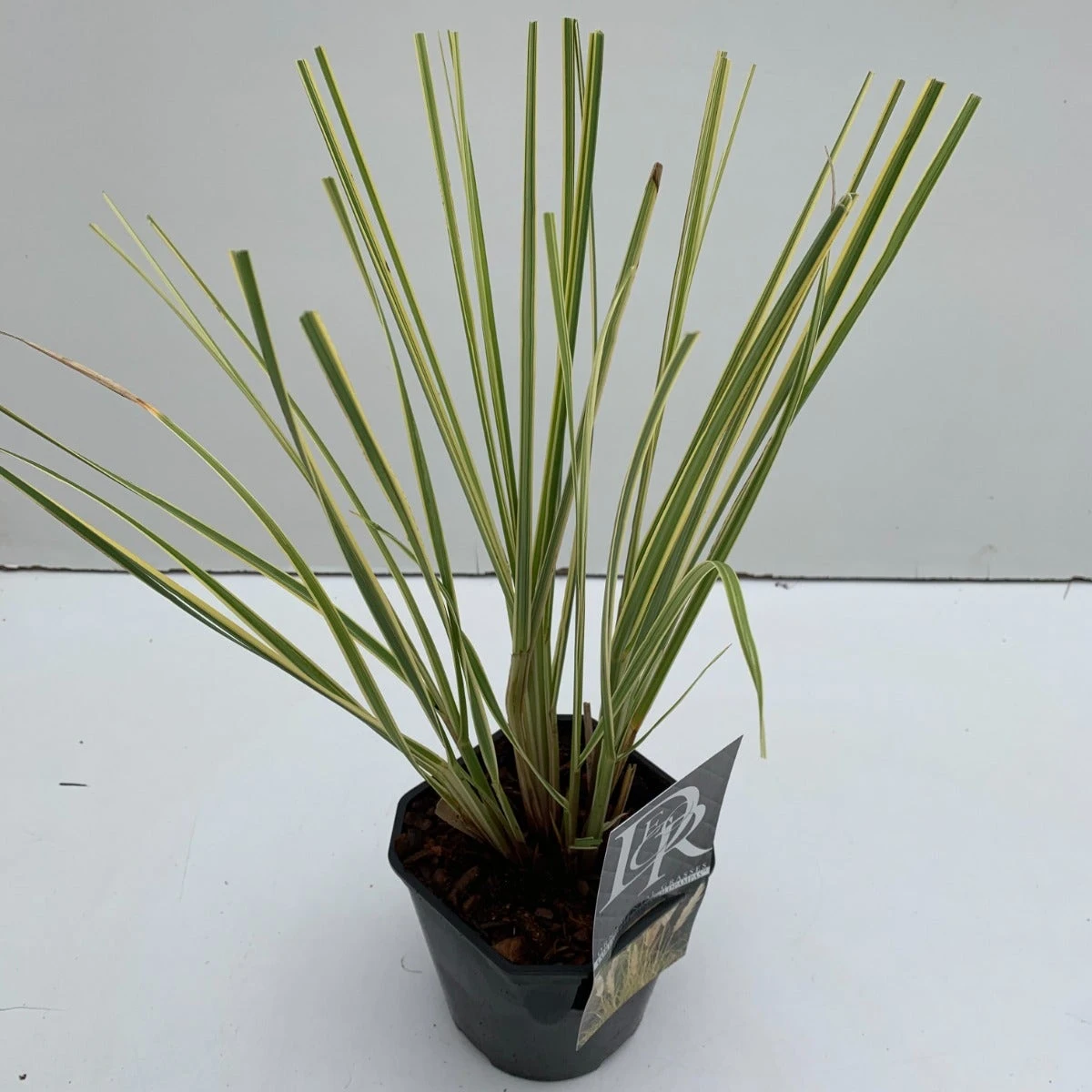 Dwerg Pampasgras (Cortaderia Selloana 'Mini Goldpampas') 3 Dwerg Pampasgras (Cortaderia Selloana 'Mini Goldpampas')