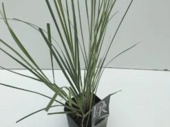 Dwergpampasgras (Cortaderia Selloana 'Mini Silverpampas') 8 Dwergpampasgras (Cortaderia Selloana 'Mini Silverpampas') -PlantenPracht Winkel cortaderia mini silverpampas v2 1