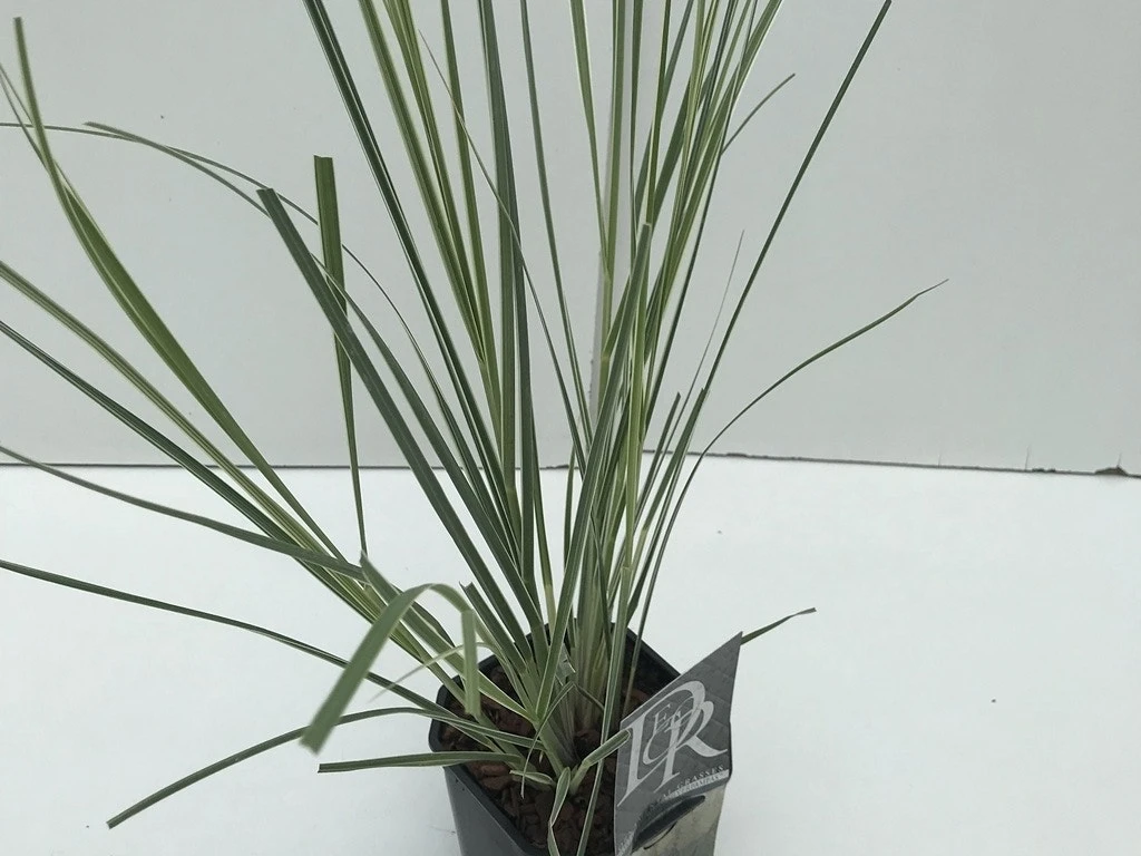 Dwergpampasgras (Cortaderia Selloana 'Mini Silverpampas') 5 Dwergpampasgras (Cortaderia Selloana 'Mini Silverpampas') - Afbeelding 3