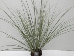 Dwergpampasgras (Cortaderia Selloana 'Mini Silverpampas') -PlantenPracht Winkel cortaderia mini silverpampas v5 2