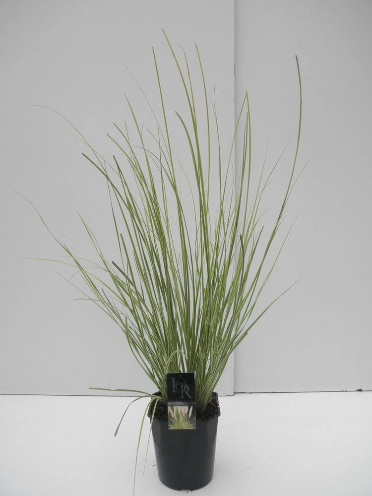 Dwerg Pampasgras (Cortaderia Selloana 'Mini Goldpampas') 7 Dwerg Pampasgras (Cortaderia Selloana 'Mini Goldpampas') - Afbeelding 5