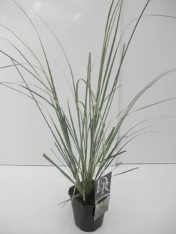 Dwergpampasgras (Cortaderia Selloana 'Mini Silverpampas') 7 Dwergpampasgras (Cortaderia Selloana 'Mini Silverpampas') -PlantenPracht Winkel cortaderia sell. mini silverpampas 1