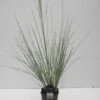 Dwergpampasgras (Cortaderia Selloana 'Mini Silverpampas') -PlantenPracht Winkel cortaderia sell. mini silverpampas c5 2