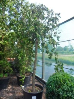 Kronkelhazelaar Als Boom (Corylus Avellana 'Contorta') 8 Kronkelhazelaar Als Boom (Corylus Avellana 'Contorta') -PlantenPracht Winkel corylus avellana contorta 20 25ho c160