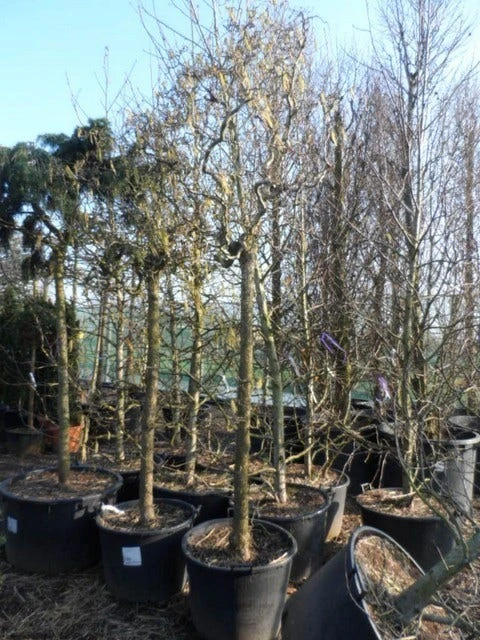 Kronkelhazelaar Als Boom (Corylus Avellana 'Contorta') 6 Kronkelhazelaar Als Boom (Corylus Avellana 'Contorta') - Afbeelding 4