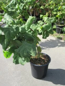 Kronkelhazelaar (Corylus Avellana 'Contorta') 14 Kronkelhazelaar (Corylus Avellana 'Contorta') -PlantenPracht Winkel corylus avellana contorta 1