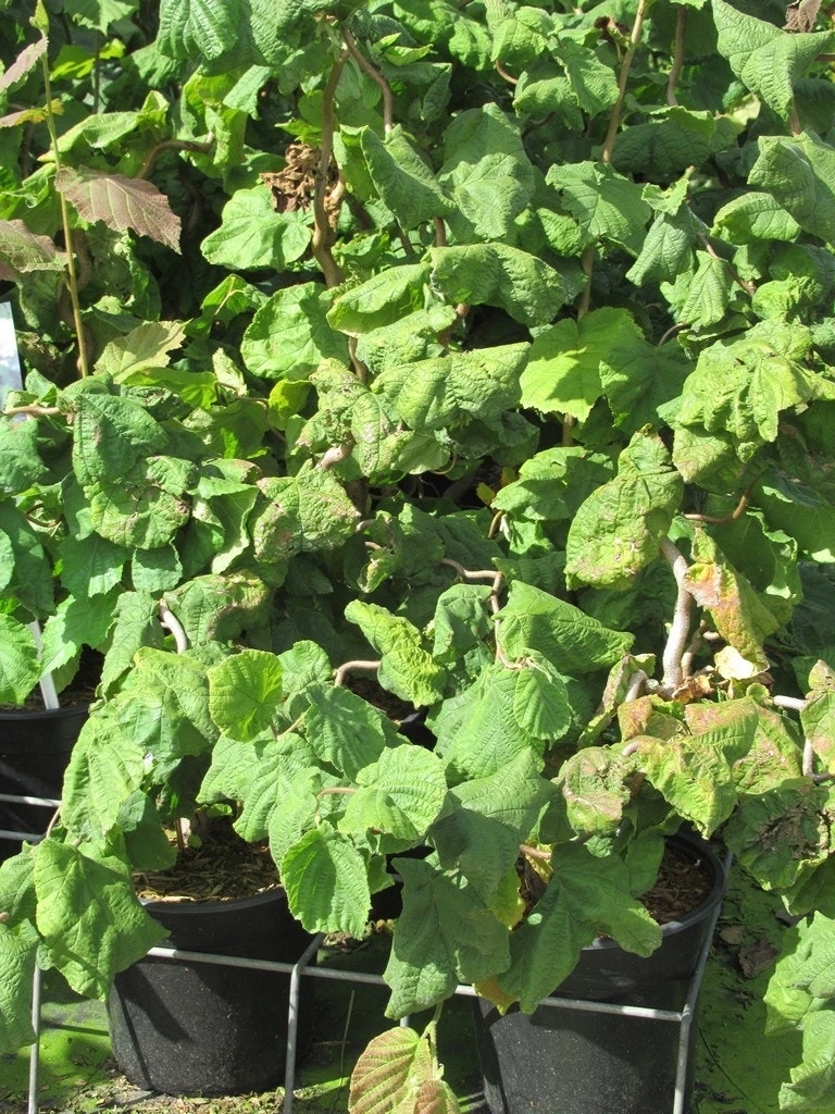 Kronkelhazelaar (Corylus Avellana 'Contorta') 9 Kronkelhazelaar (Corylus Avellana 'Contorta') - Afbeelding 7