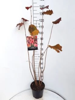 Hazelaar/Hazelnoot (Corylus Avellana 'Rode Zellernoot') -PlantenPracht Winkel corylus rode zellernoot c10 v01