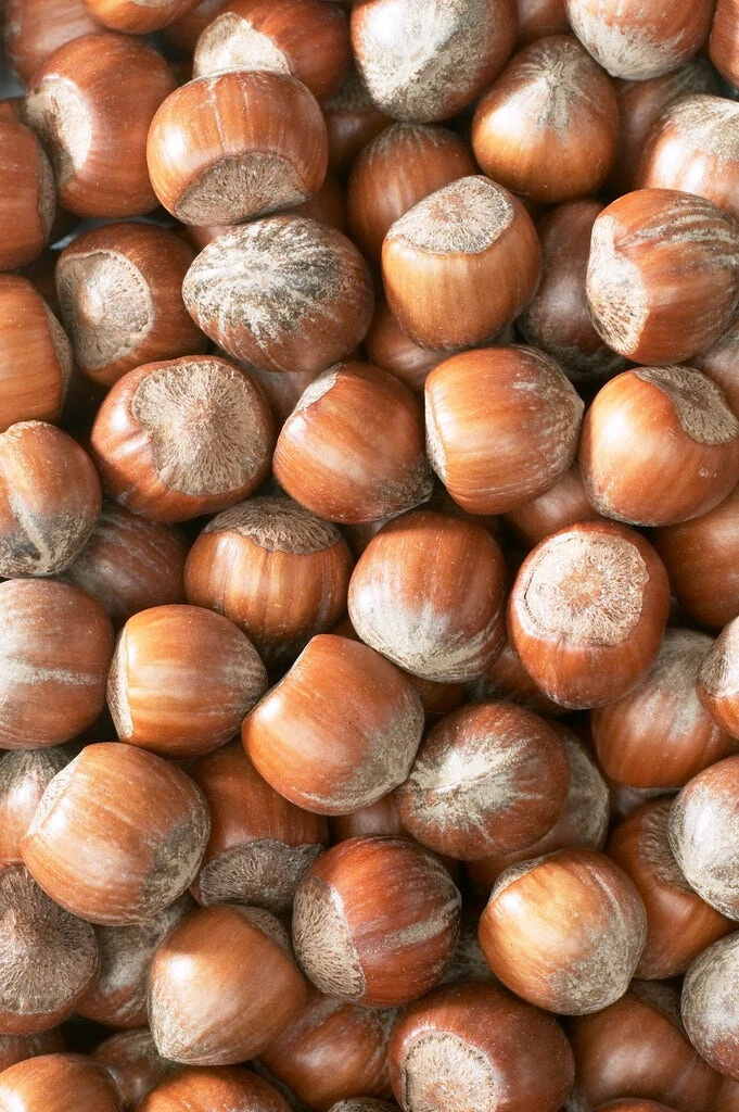 Hazelaar/Hazelnoot (Corylus Avellana 'Rode Zellernoot') 4 Hazelaar/Hazelnoot (Corylus Avellana 'Rode Zellernoot') - Afbeelding 2