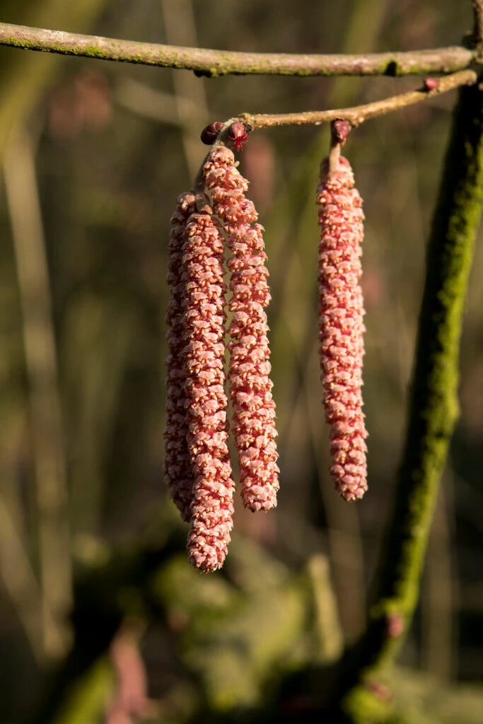 Hazelaar/Hazelnoot (Corylus Avellana 'Rode Zellernoot') 3 Hazelaar/Hazelnoot (Corylus Avellana 'Rode Zellernoot')